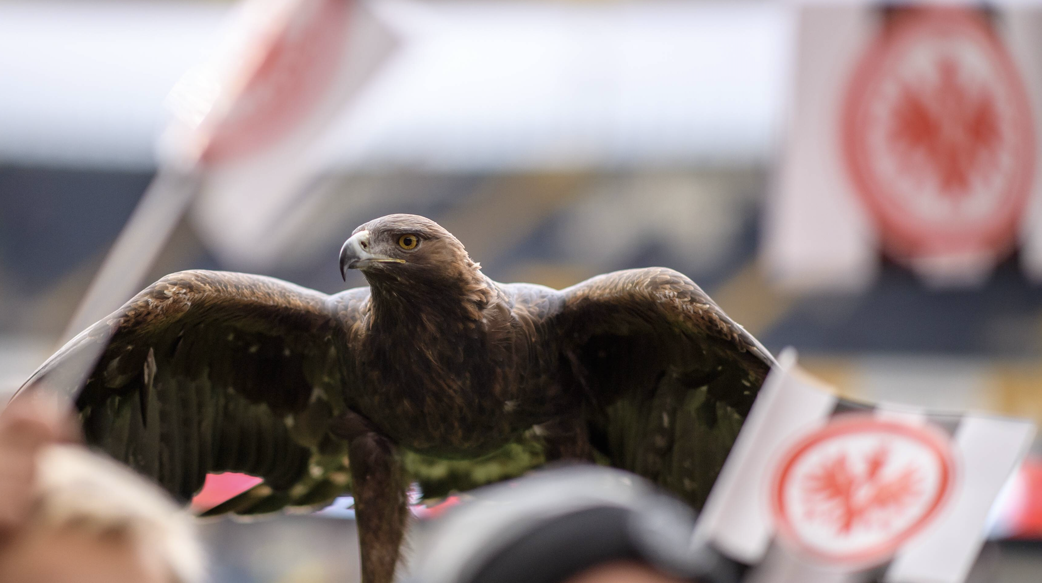 Tierschützer: Kein Eintracht-Adler mehr im Stadion!